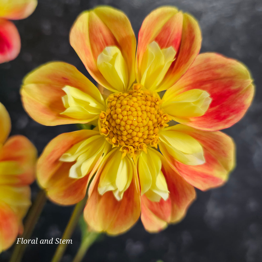 Dahlia types in Australia