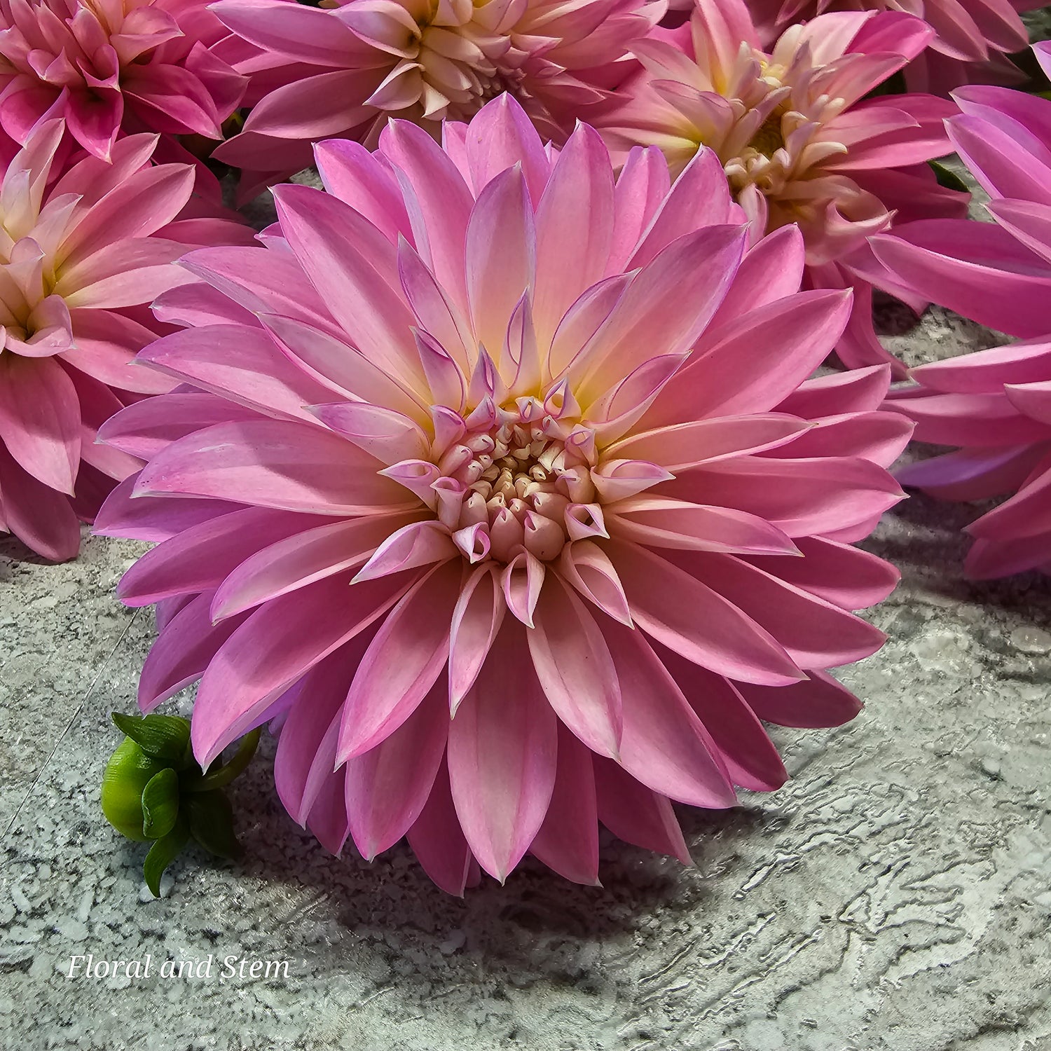 Dahlia Stellar