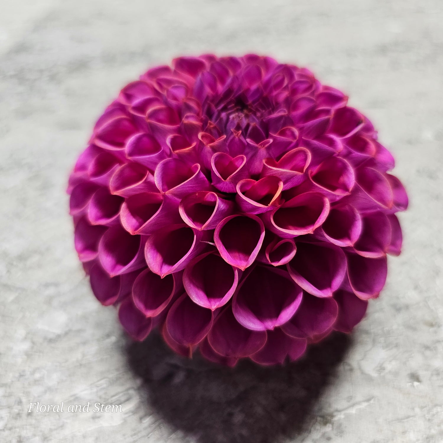 Dahlia Ball