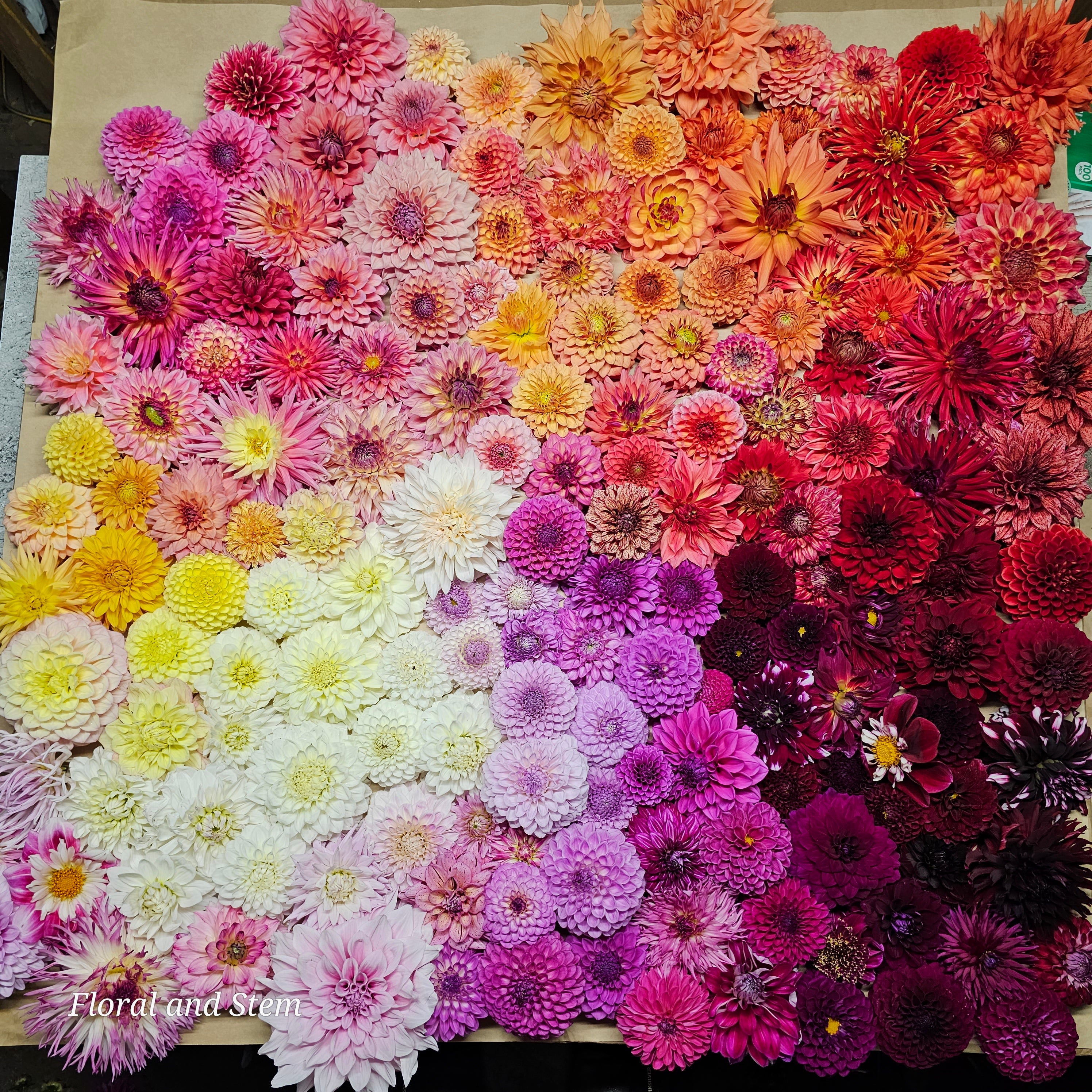 Thousand Color Large Flower offers Selection