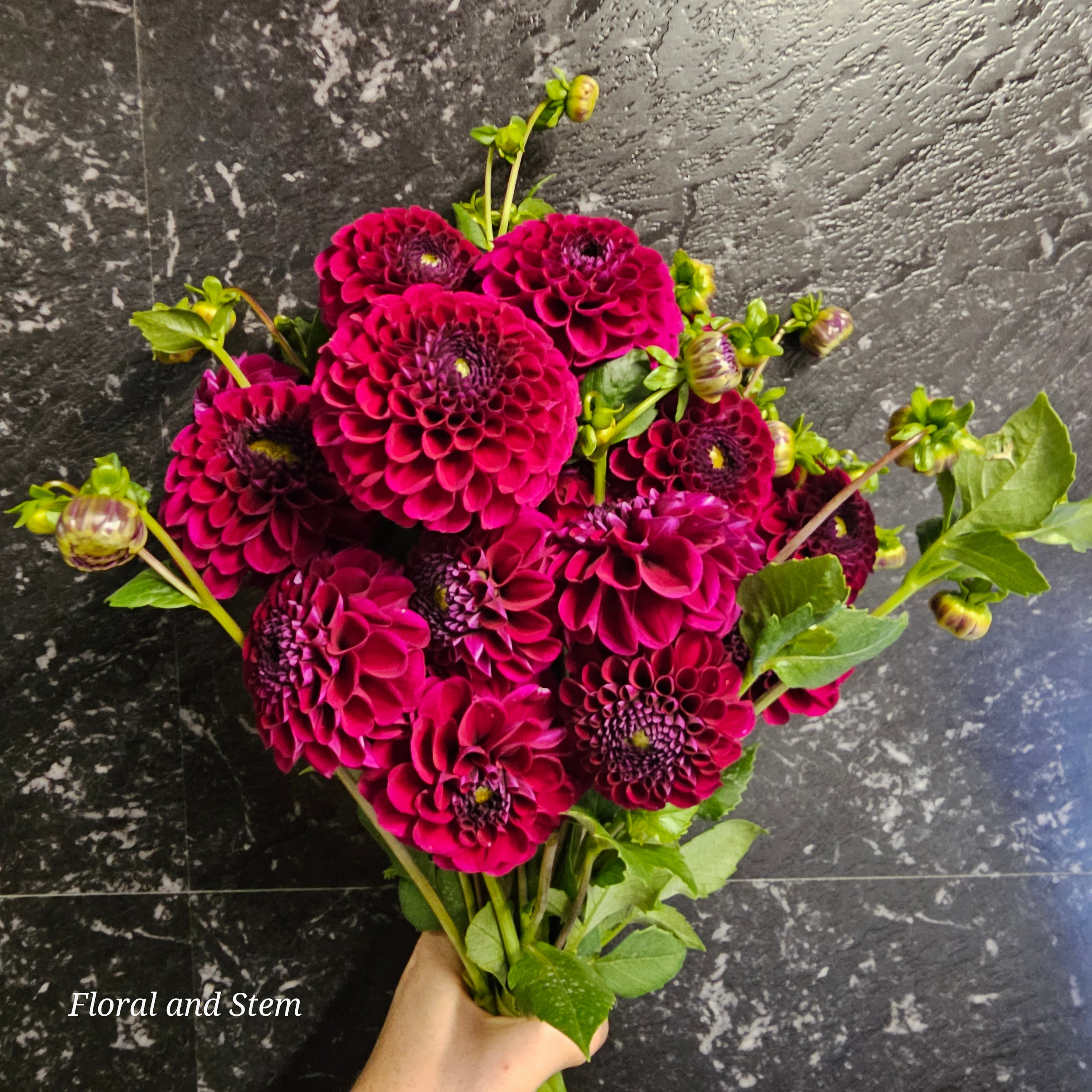 2024 Dahlia Tubers Sale - coming soon!!! – Floral and Stem