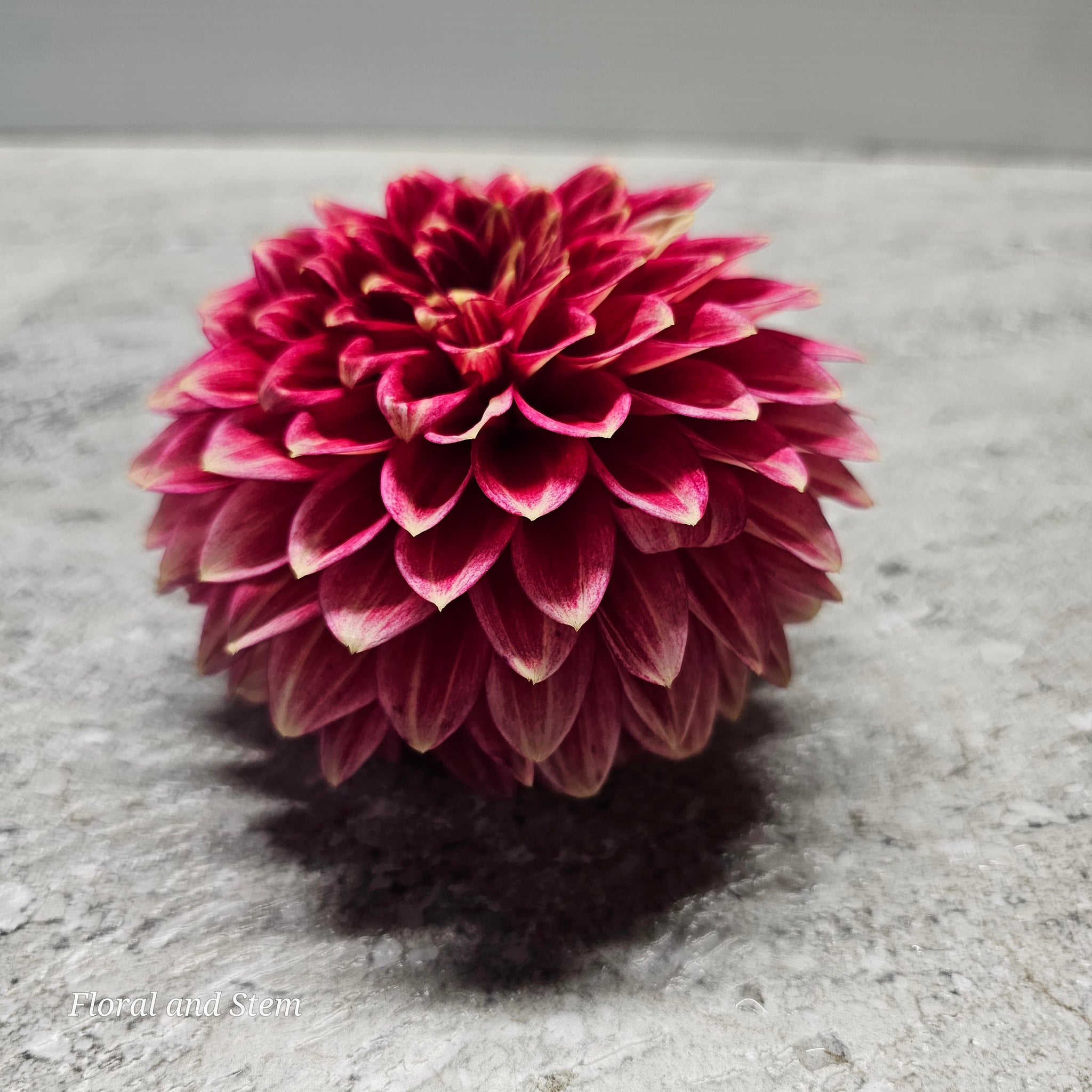 coral-isle-floral-and-stem