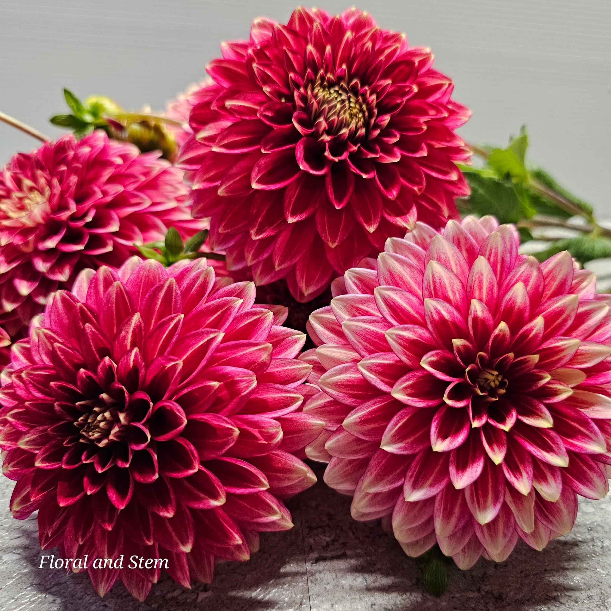 coral-isle-floral-and-stem