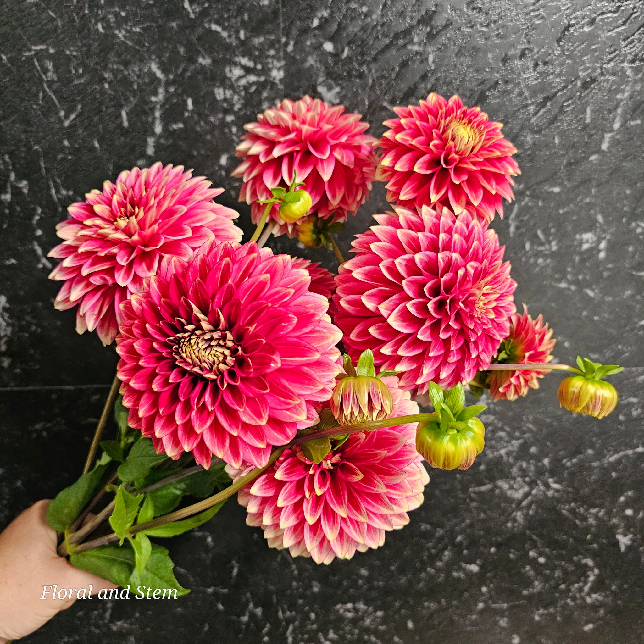 coral-isle-country-dahlias