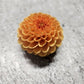 Orange Pom