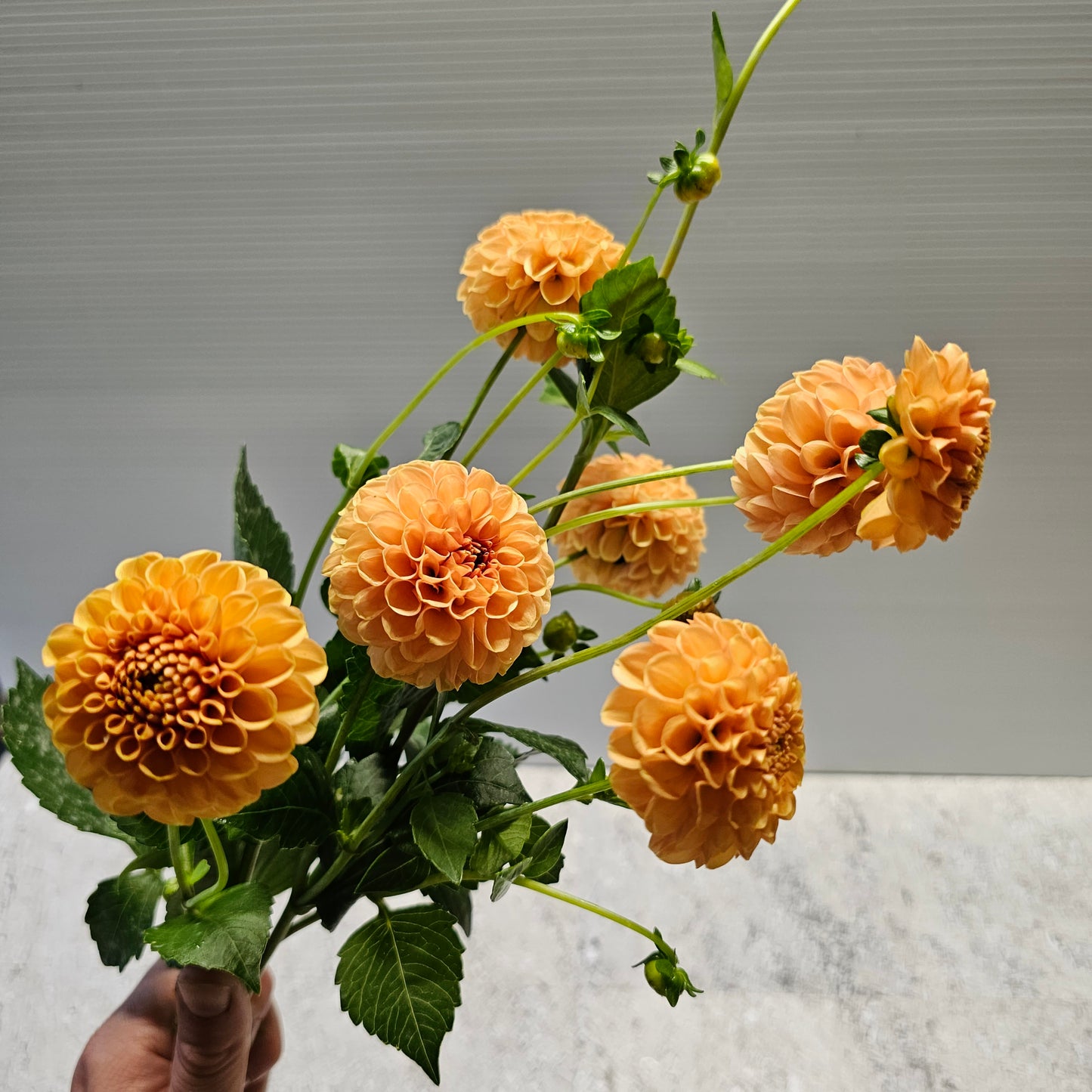 Orange Pom