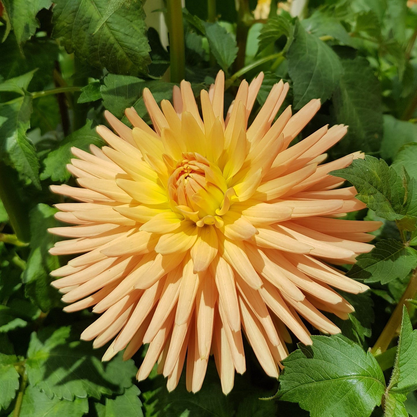 Miniature Cactus, yellow to soft orange plentiful blooms great for cut flowers in the garden.