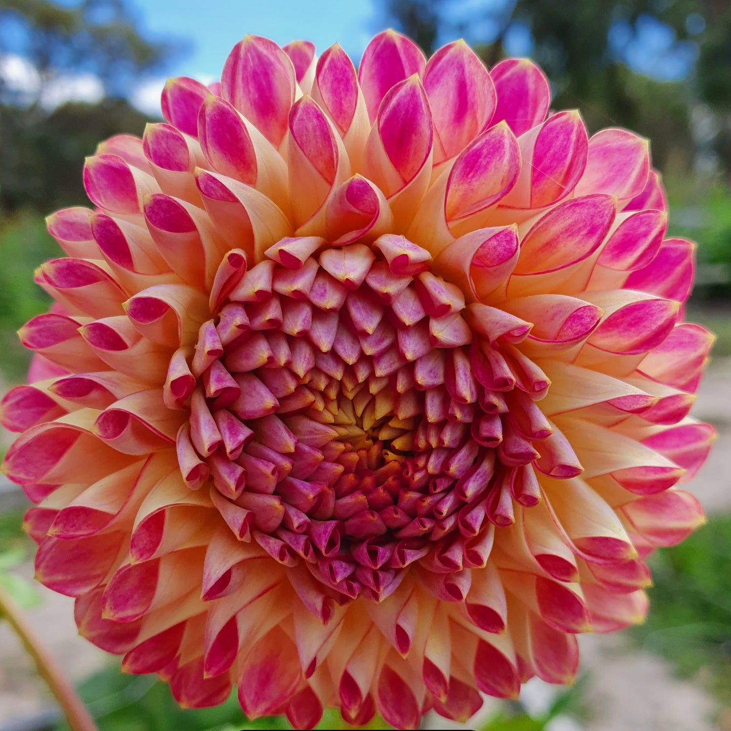 Small decorative, Interesting bi-colour variation cream petals deep pink to crimson Strong stems and a great cut flower.