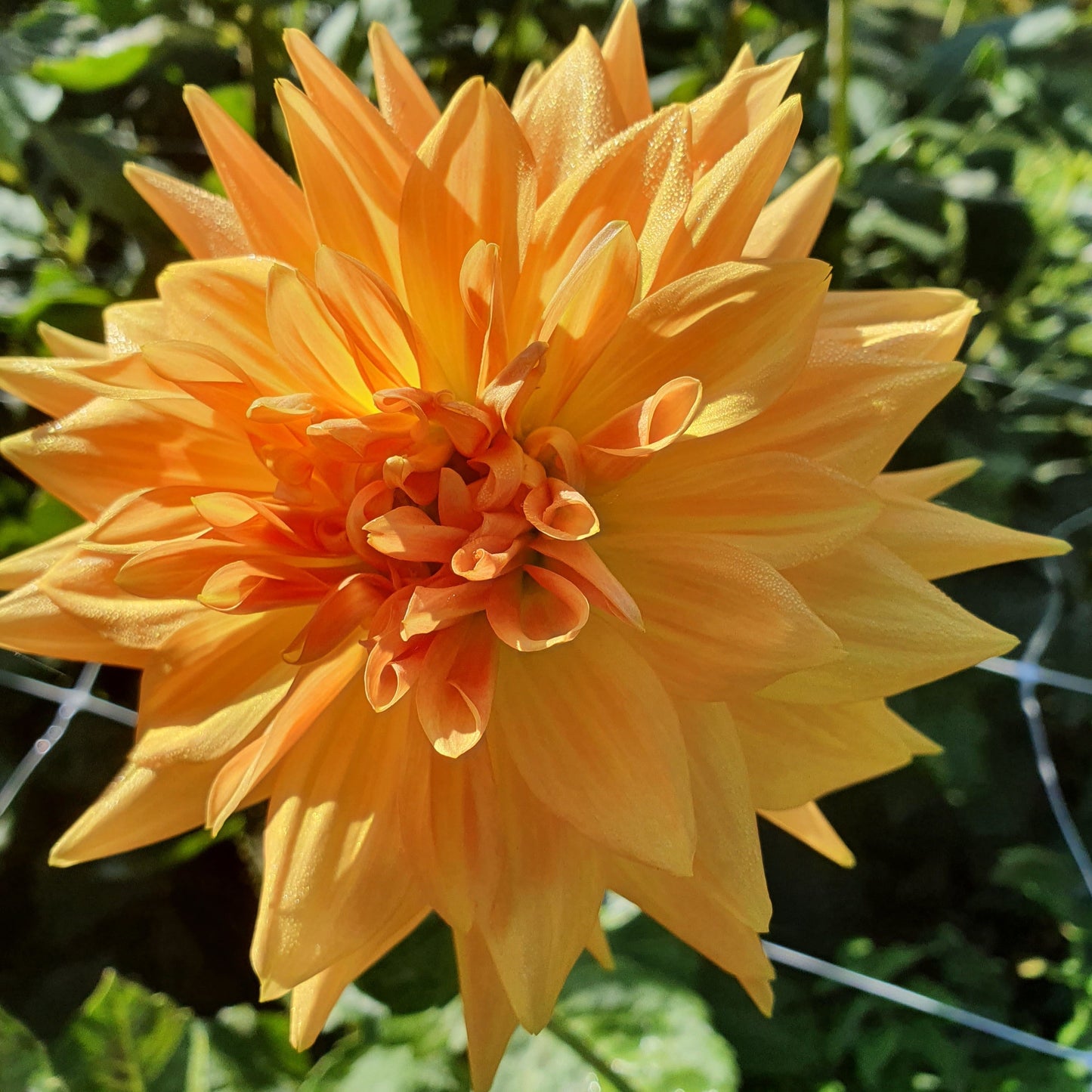 A vibrant decorative Dahlia with striking golden yellow to orange tones.