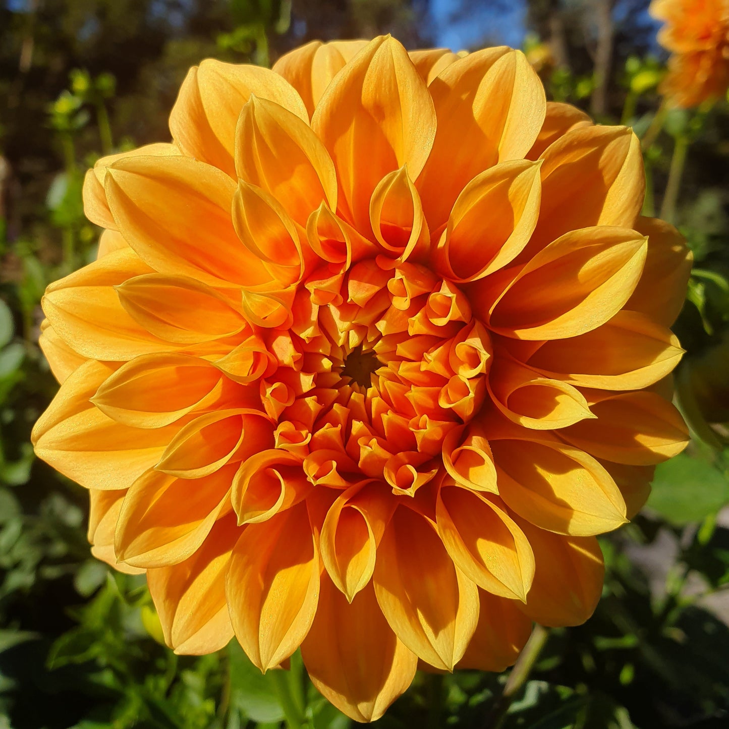 A vibrant decorative Dahlia with golden yellow to orange tones.