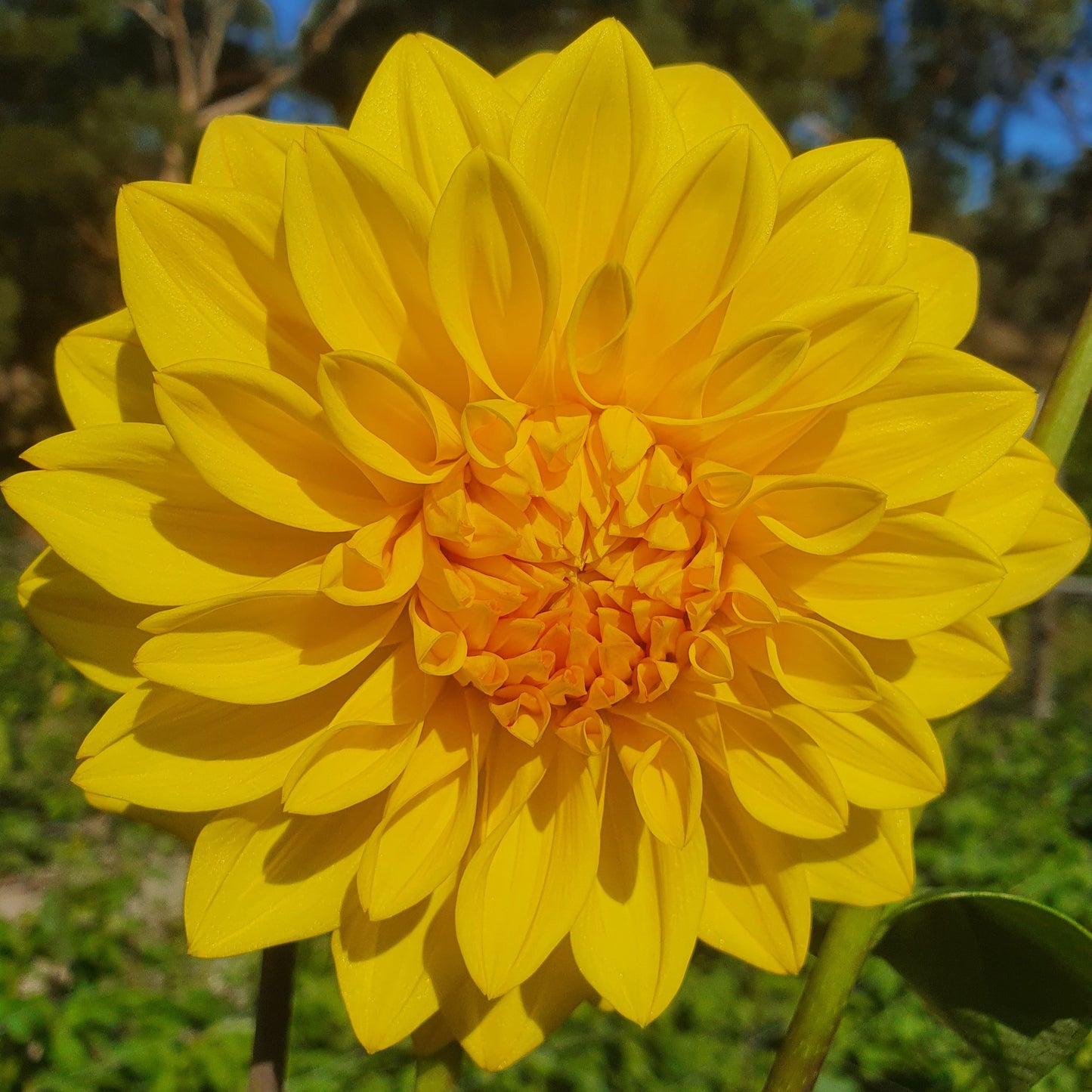 Bright golden yellow decorative bloom.