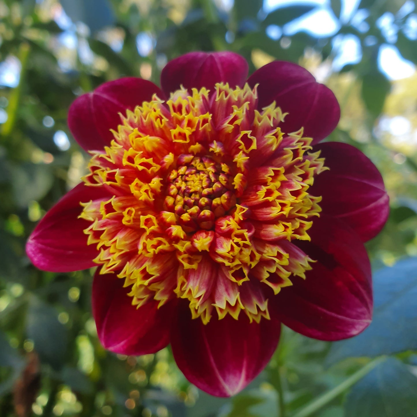 The deep pink to burgundy outer petals contrasted with the yellow center is pleasing to the eye!  The intriguing form of an anemone bloom makes for vocal point in any garden.