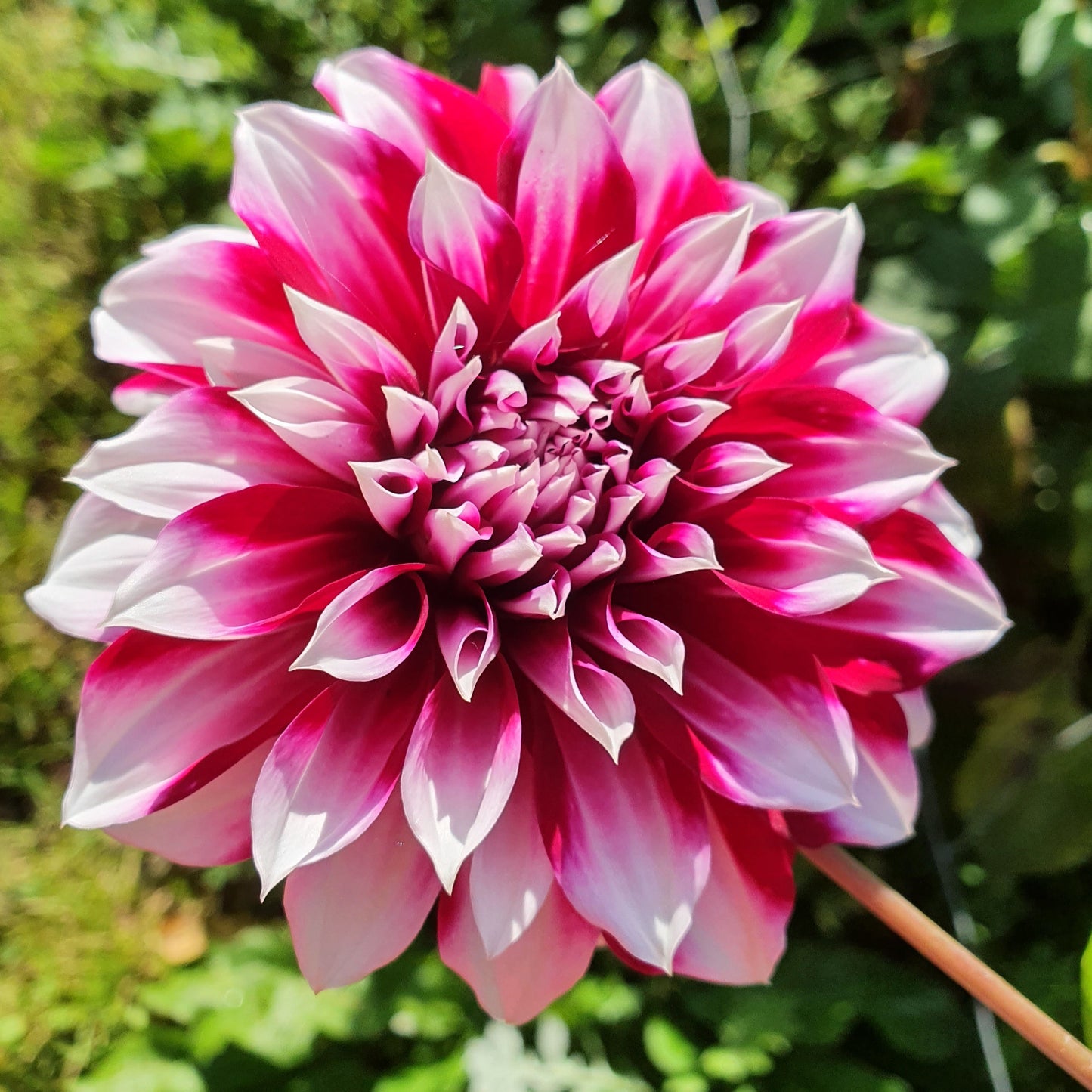 Gorgeous variable bi -colour  decorative white and burgundy tones. a tall grower