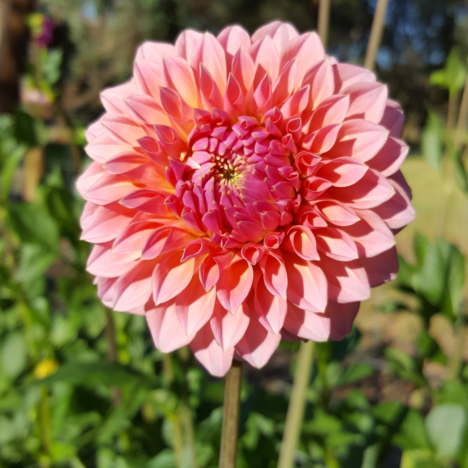 A gorgeous salmon pink decorative on a long stem making it great as a cut flower.