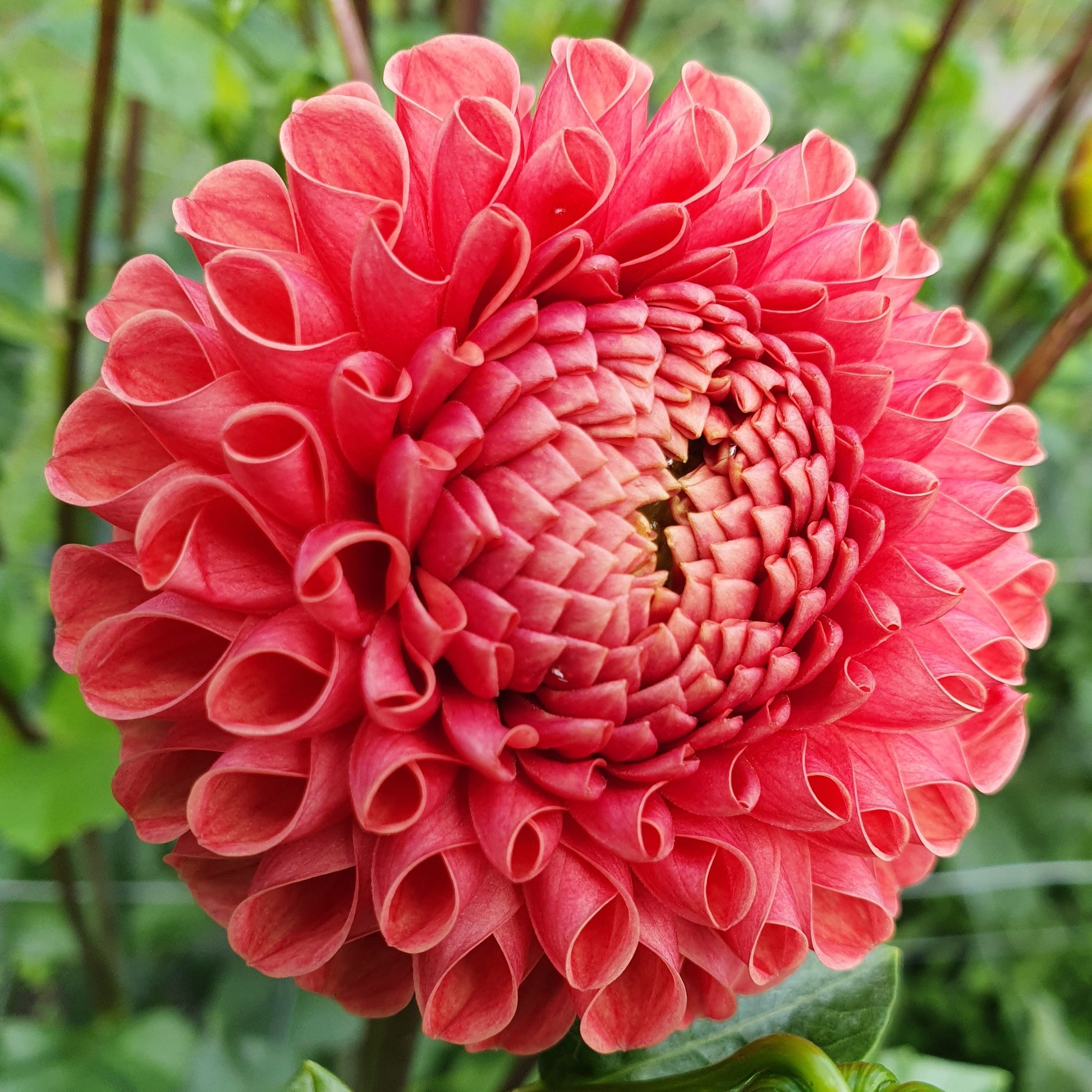 With rusty orange to pink tones and dark stems makes this quite a unique bloom.