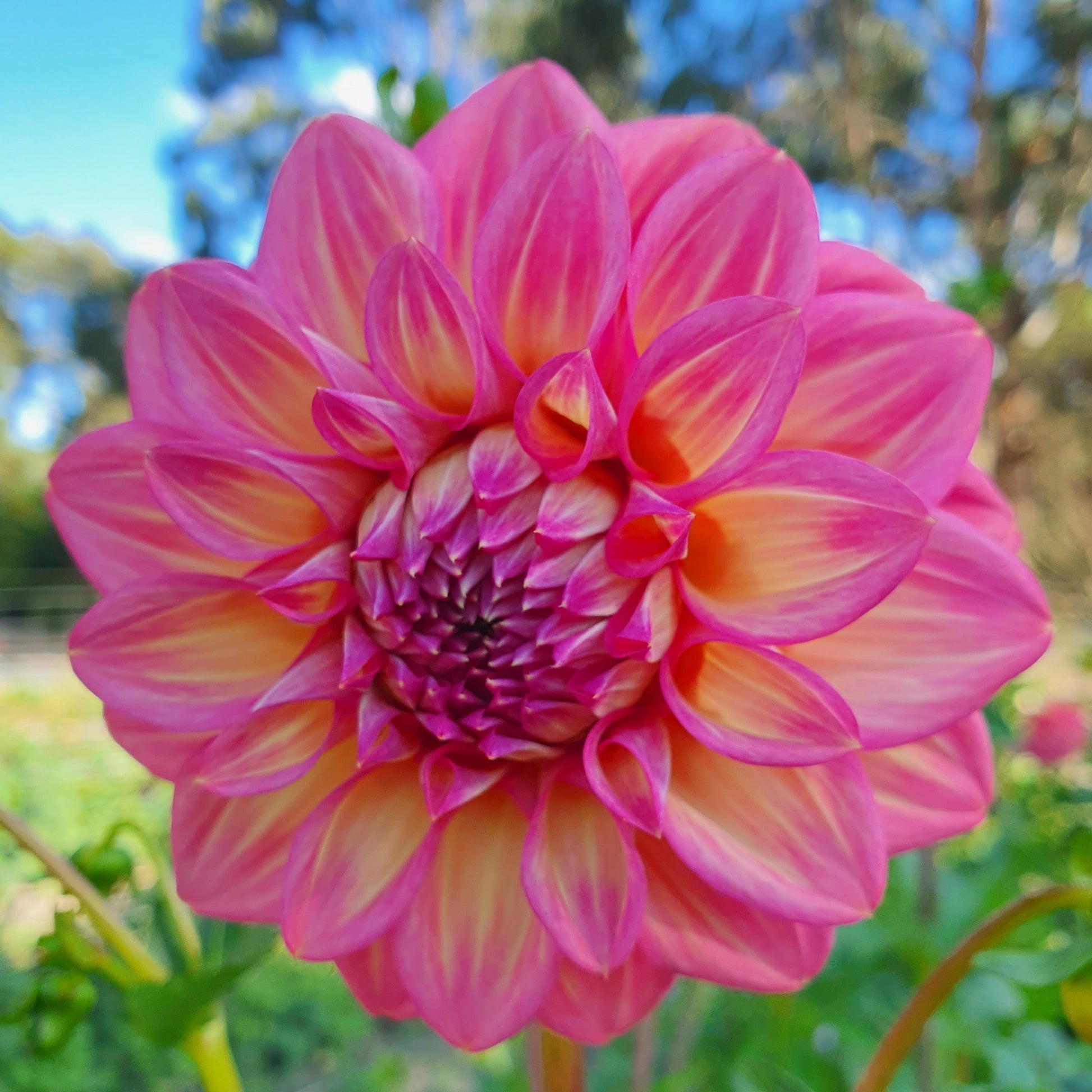 Yellow to apricot petals bordered with hot pink/cerise makes for a delightful combination.