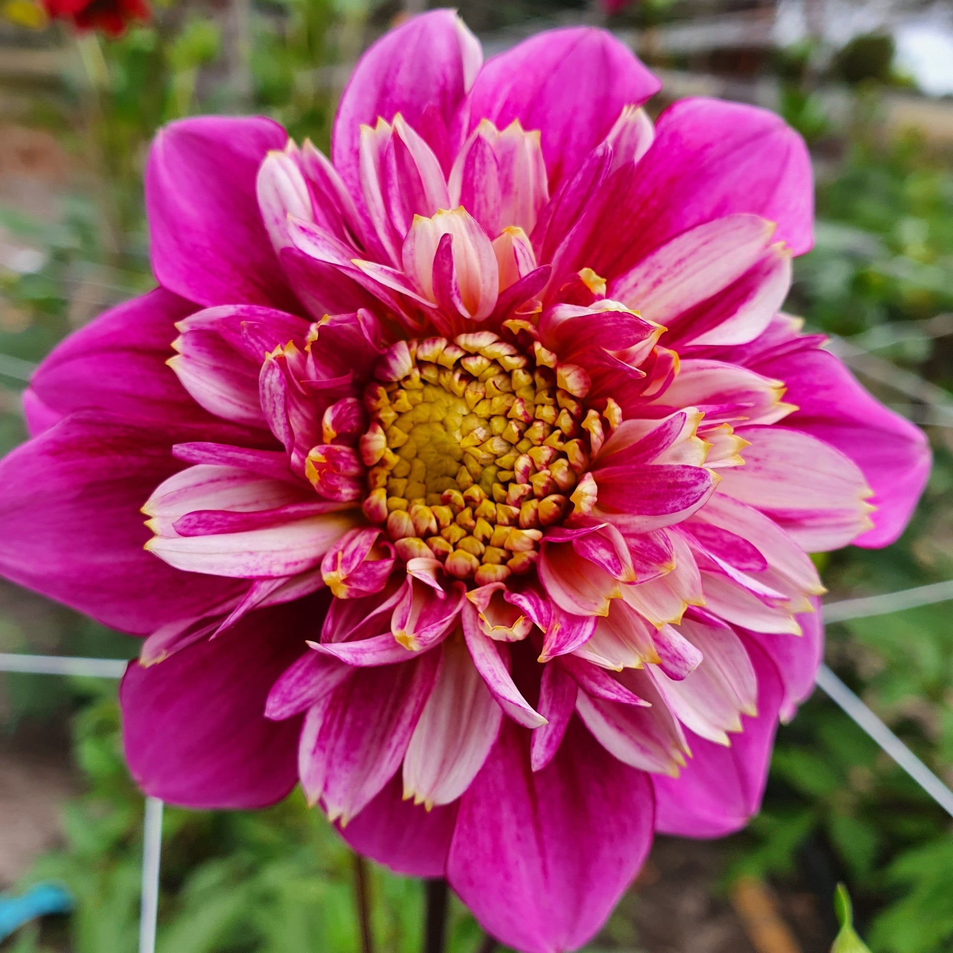 This striking anemone bloom has beautiful pink outer petals, a blend of pink and white inner petals complimented by a yellow center.