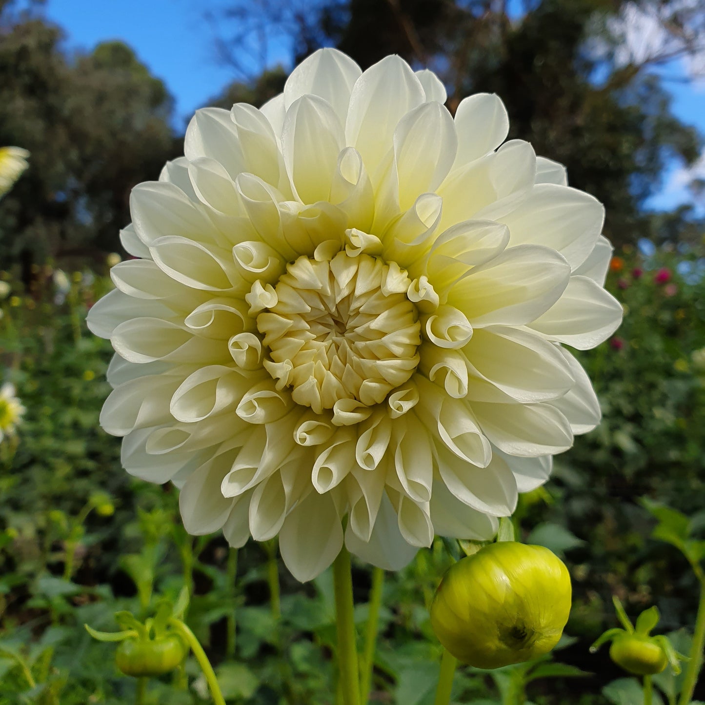 A small decorative with a lovely shape, center of flower lemon in tone opening up to a crystal white .