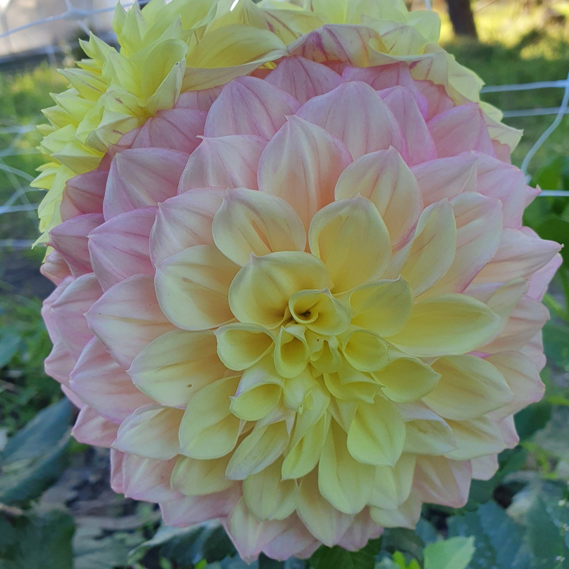 A divine pastel bloom with a gorgeous lemon center opening up to sweet pink.