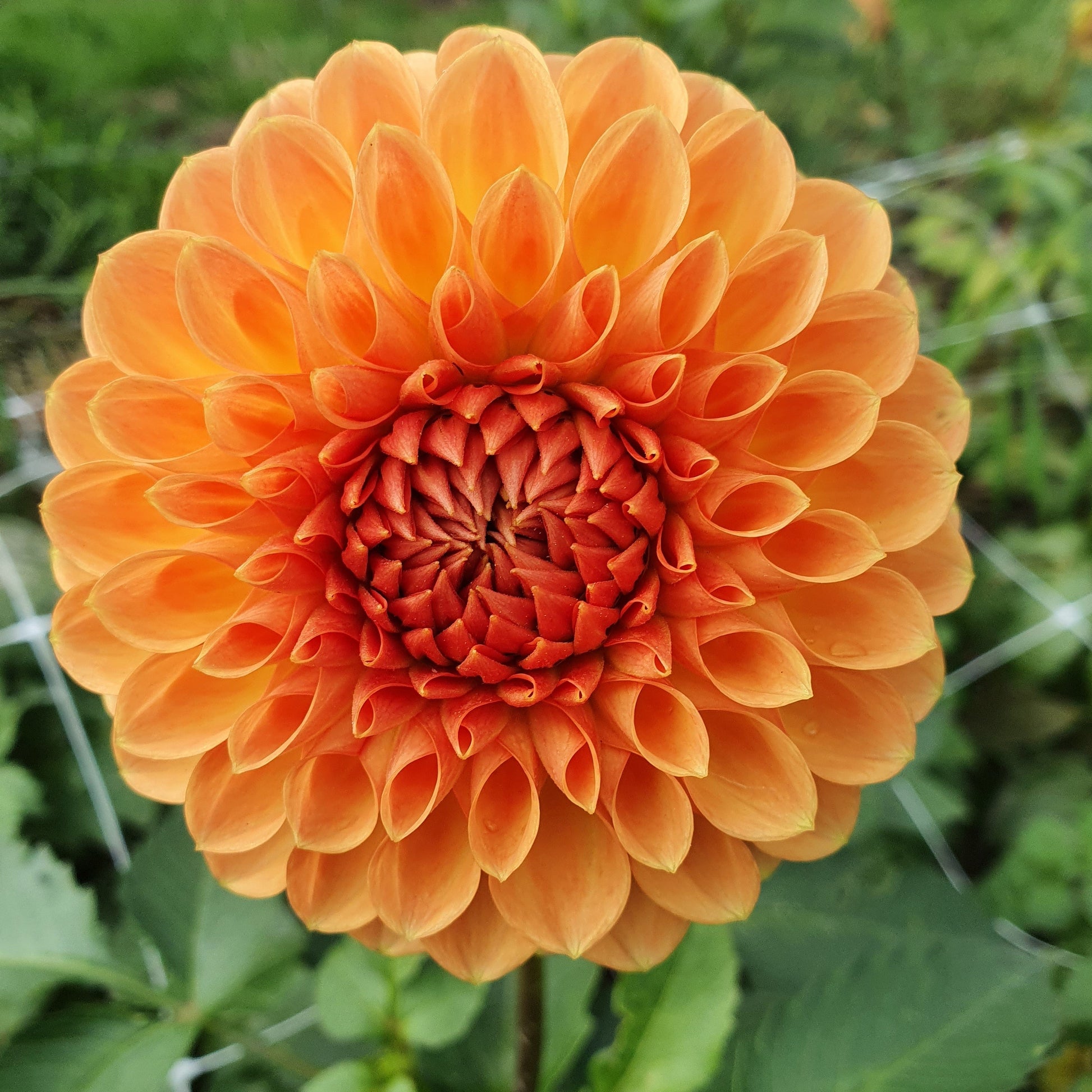 A beautiful bronze-orange bloom set upon strong long stems makes a great variety for picking.