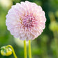 As the name suggest this devine blush lavender to pink toned bloom makes an exquisite addition to any garden as well a cut flower.